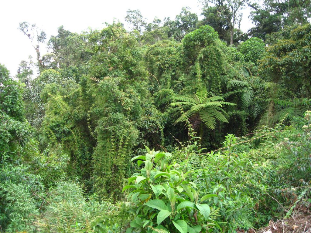 Peruvian rainforest