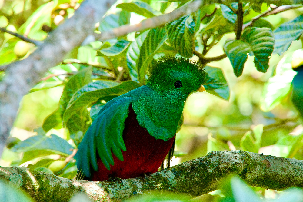 Quetzal in Costa Rica