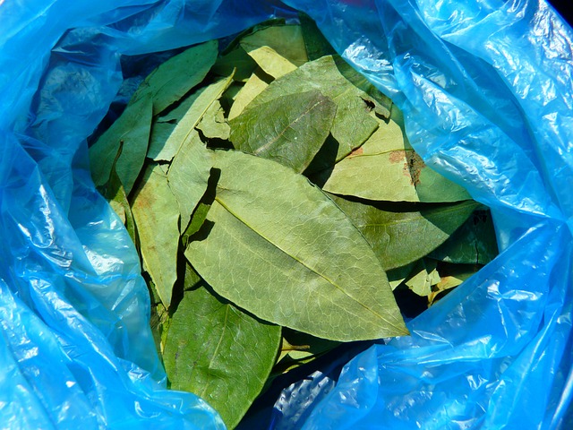 Coca leaves in Peru