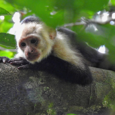 Capuchin monkey