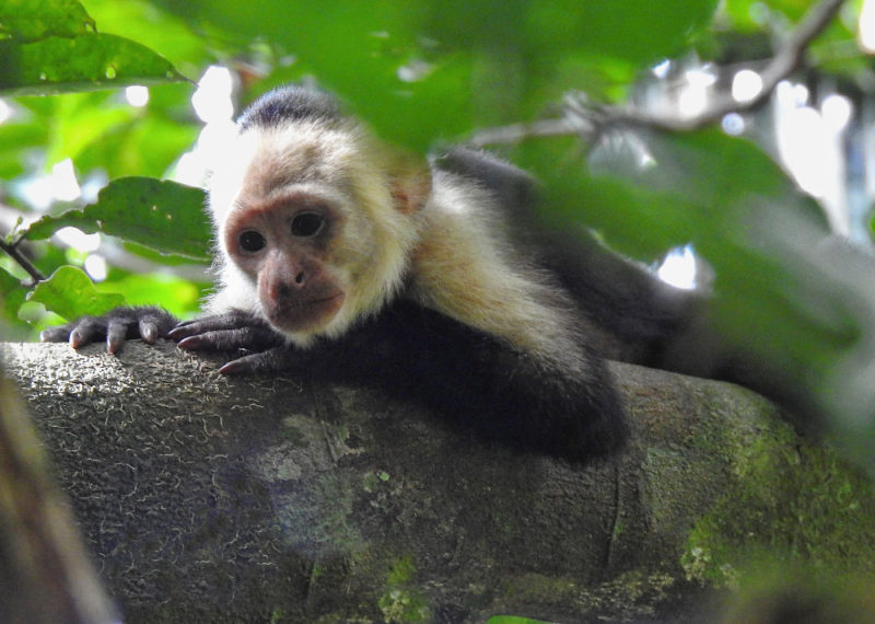 Capuchin monkey
