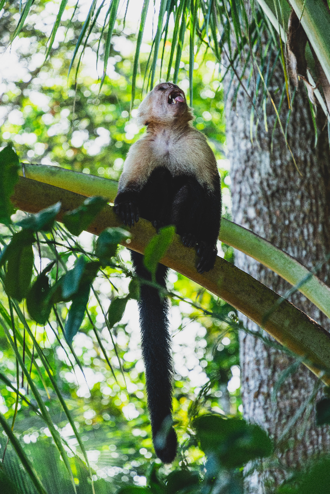 White-faced capuchin monkey