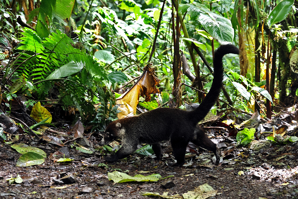 Costa Rican coatimundi