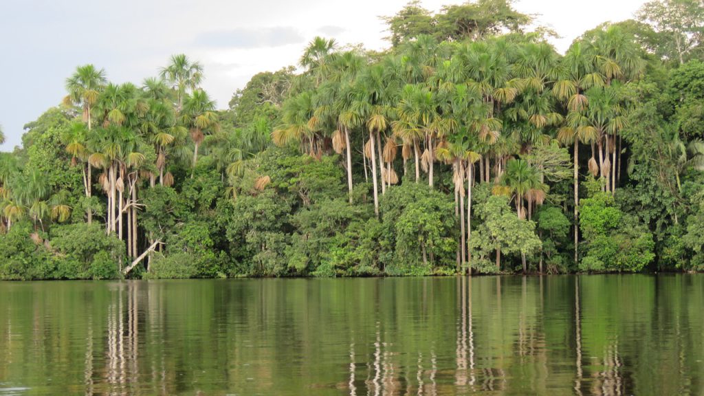 Amazon, Peru