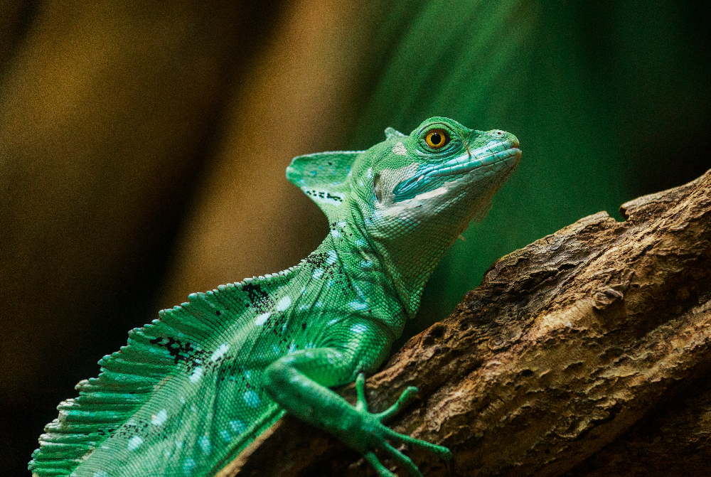 Basilisk lizard