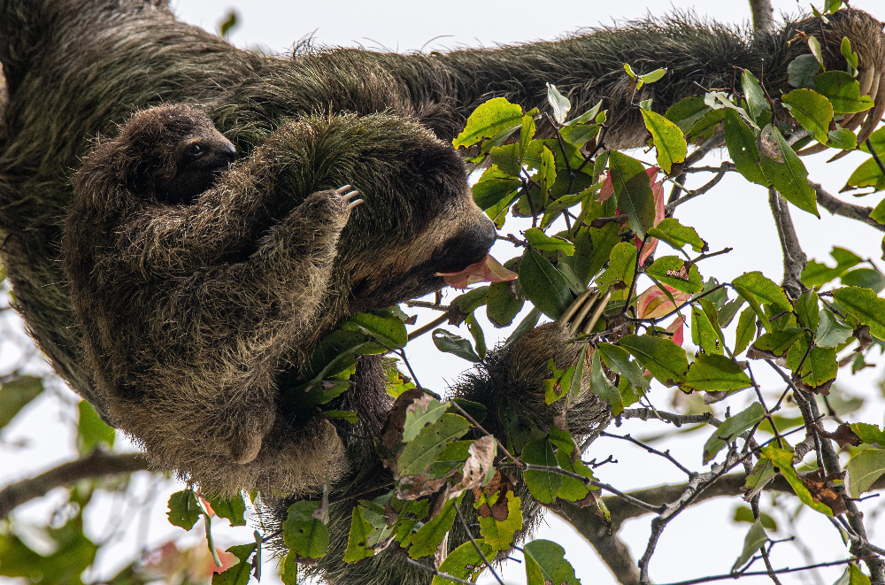 Three-toed sloth with baby