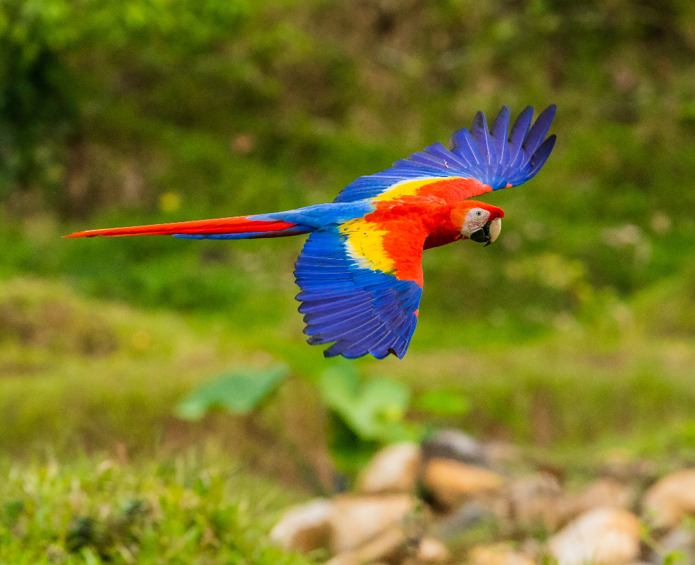 Scarlet macaw flying