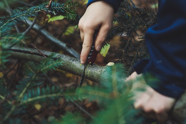Man cutting tree with Swiss Army knife