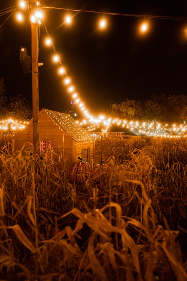 Halloween corn maze