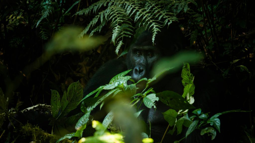 Bwindi National Park, Uganda