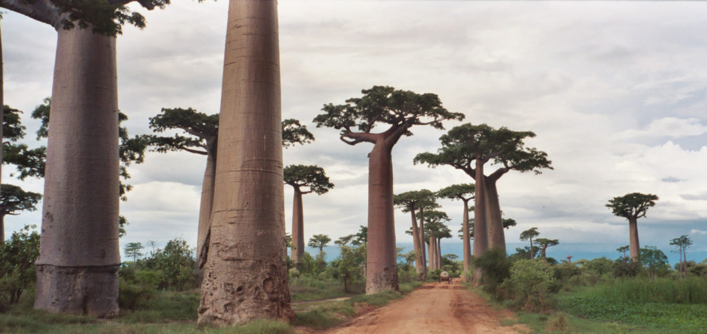 Avenue of the baobabs, Madagascar