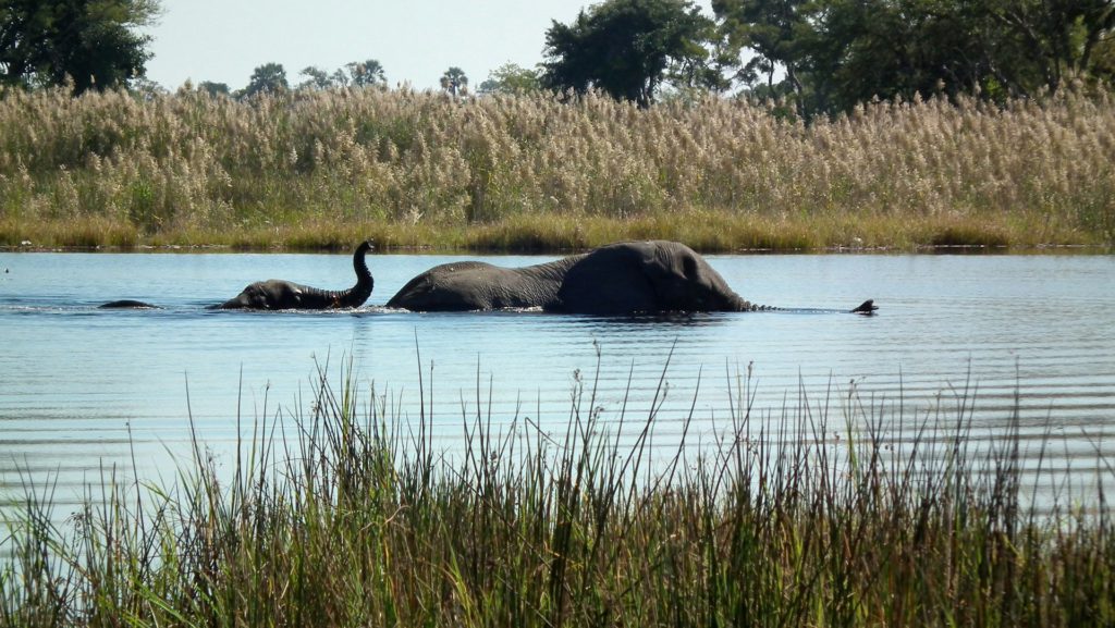 Okavango Delta, Botswana 