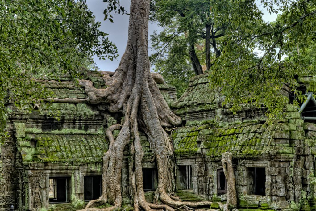Ta Prohm in Siem Reap, Cambodia