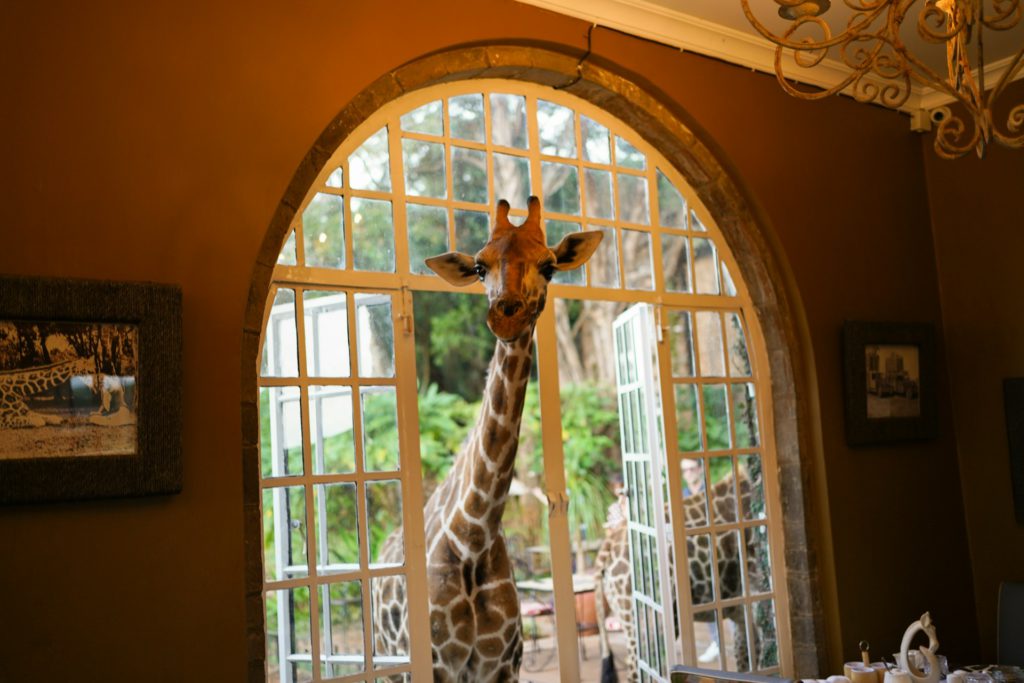 Giraffe Manor in Nairobi, Kenya