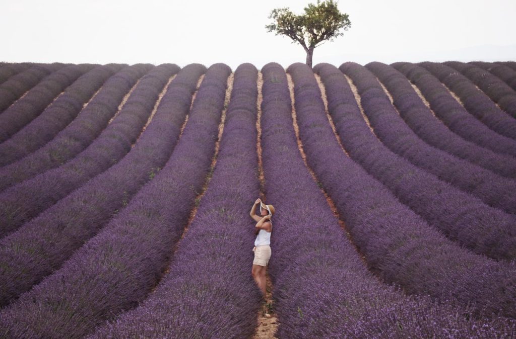 Lavender fields, Provence, France