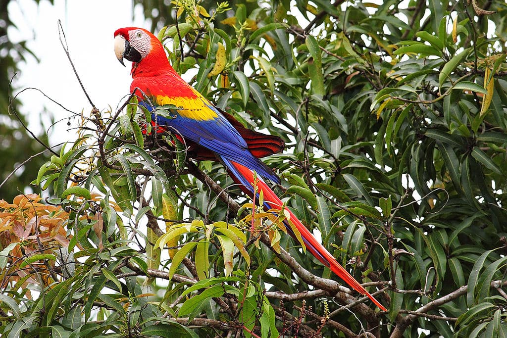 Scarlet Macaw in Costa Rica