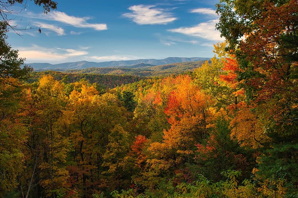 Best fall foliage in the Great Smoky Mountains
