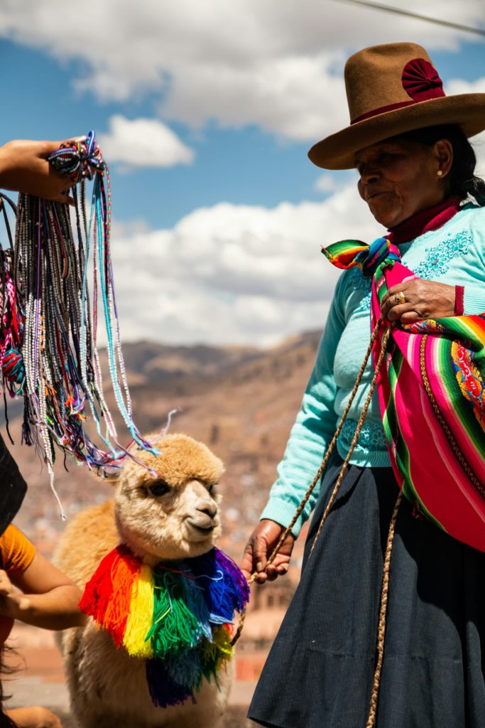 Alpaca in Peru