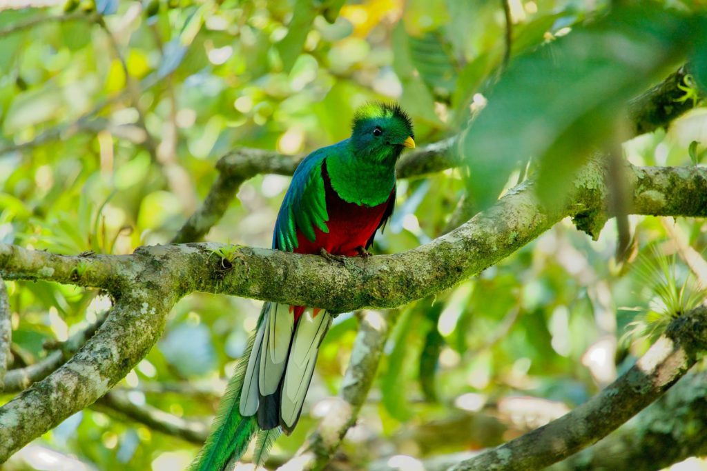 Costa Rica rainforest - resplendent quetzal