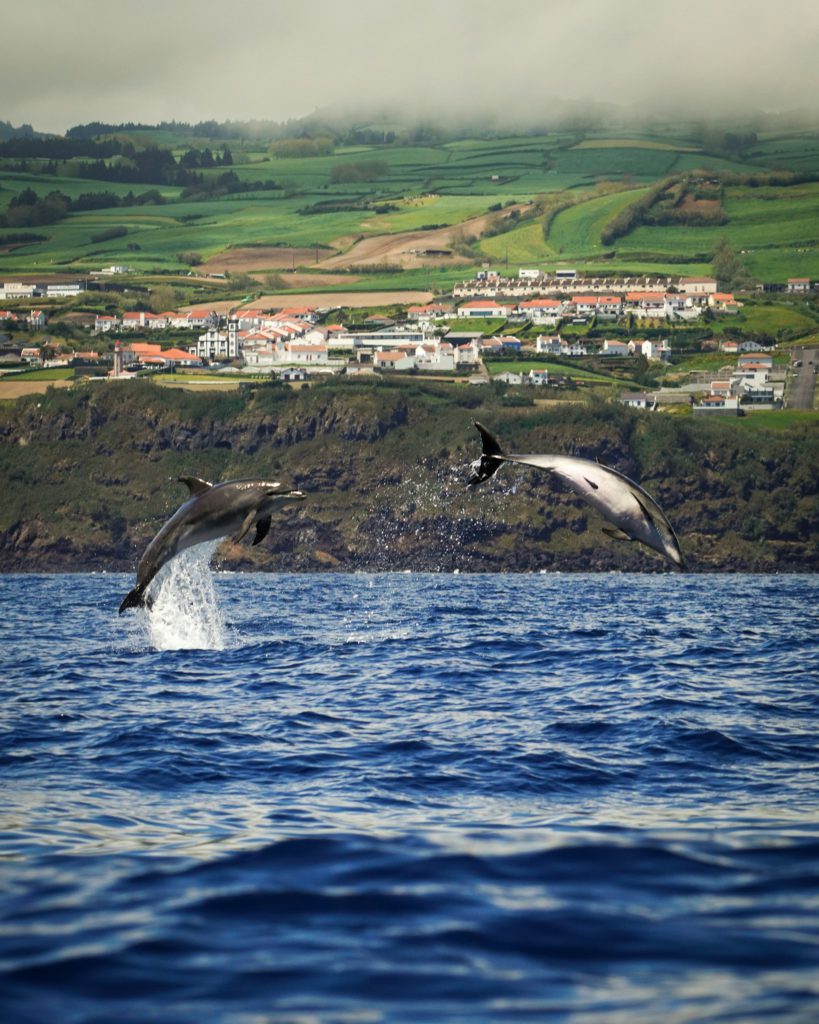 Dolphins in Azores, Portugal