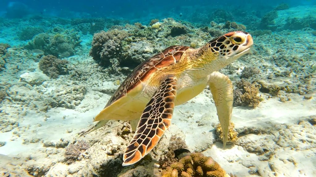 Best wildlife encounters - sea turtles