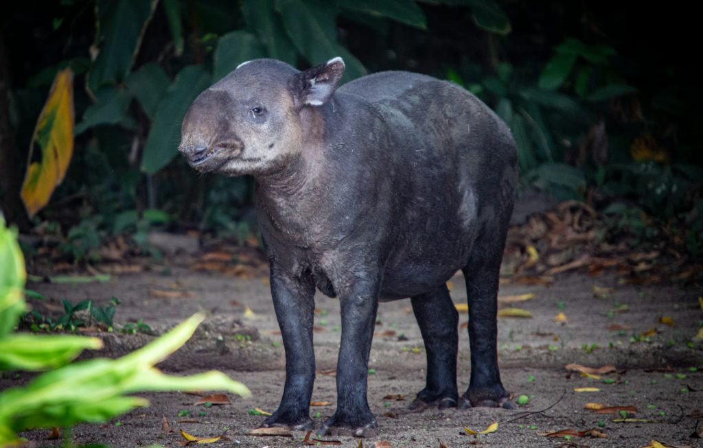Tapir at Corcovado National Park