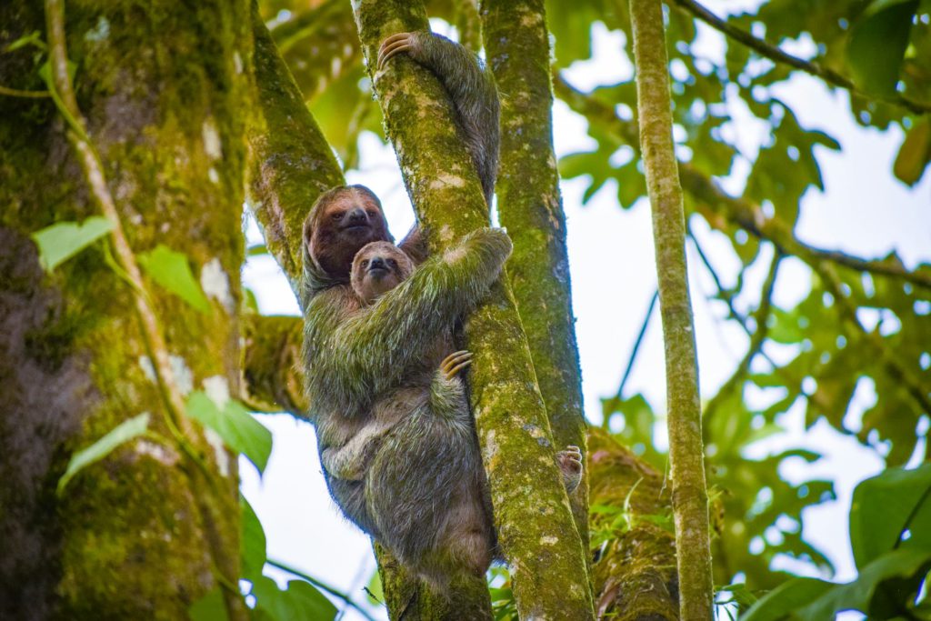 Sloths in Costa Rica rainforest