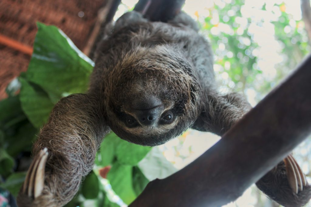 Best wildlife encounters ā sloth in Peru