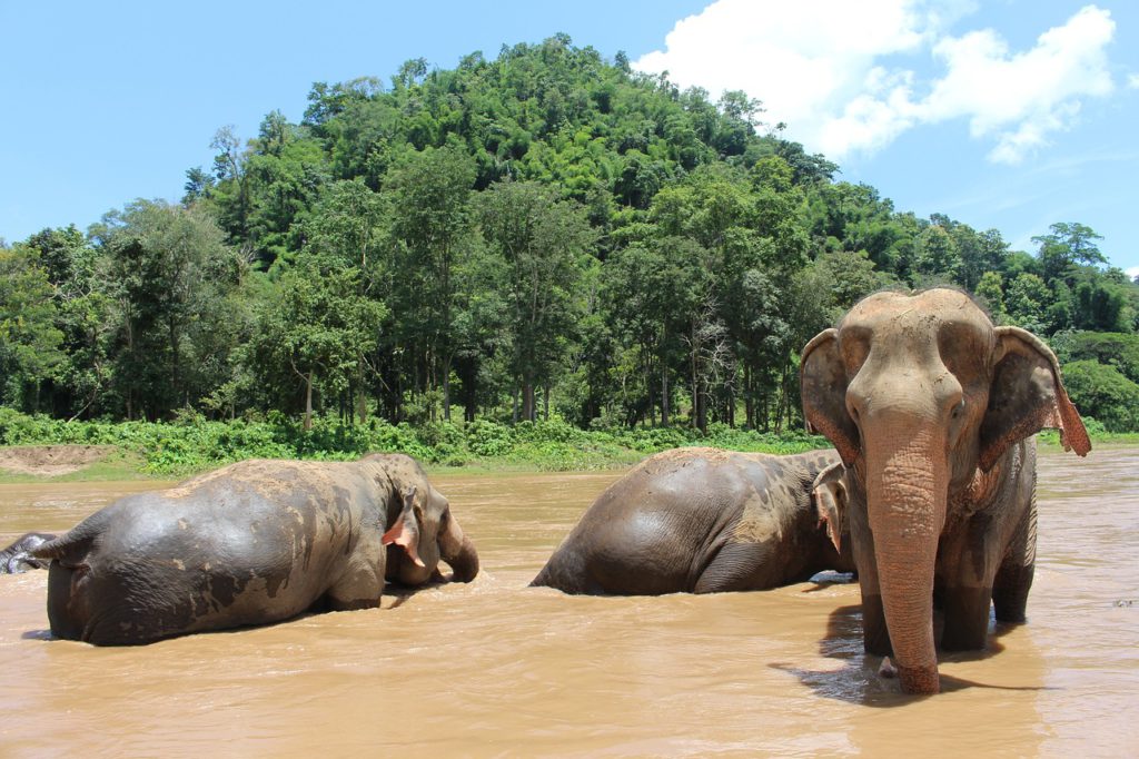Best wildlife encounters ā elephants in Chiang Mai