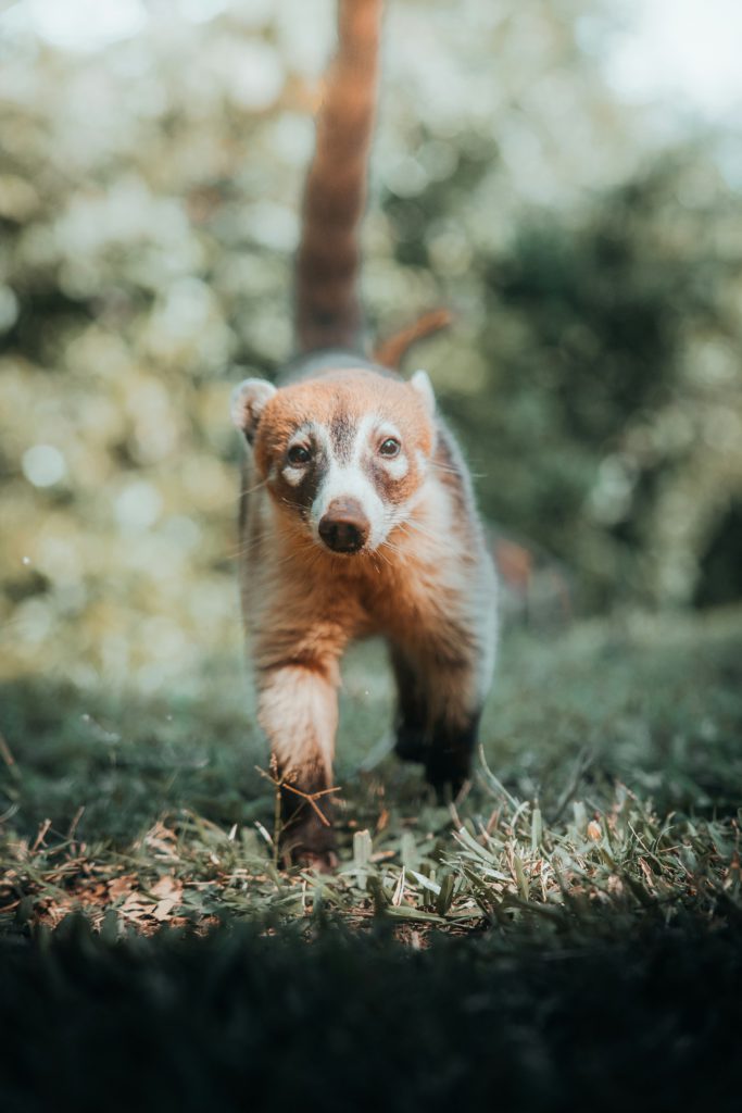 Coati in Puerto Vallarta, Mexico
