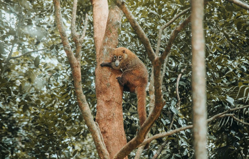 Coati in Puerto Vallarta, Mexico