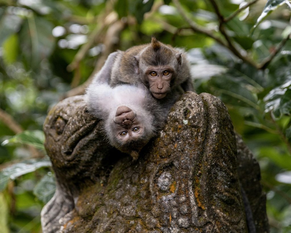 Ubud monkey forest