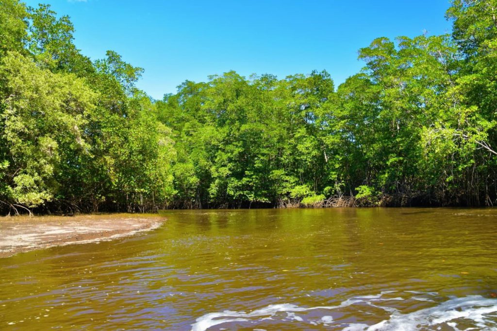 Mangroves at Tamarindo