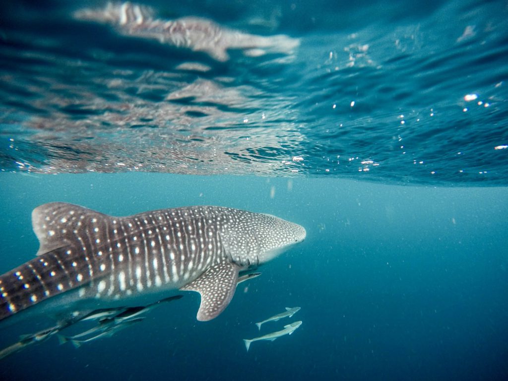 Best wildlife encounters - whales sharks