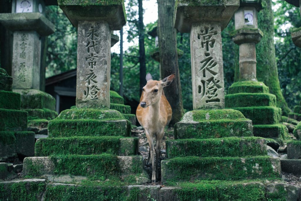 Best wildlife encounters - Nara deer