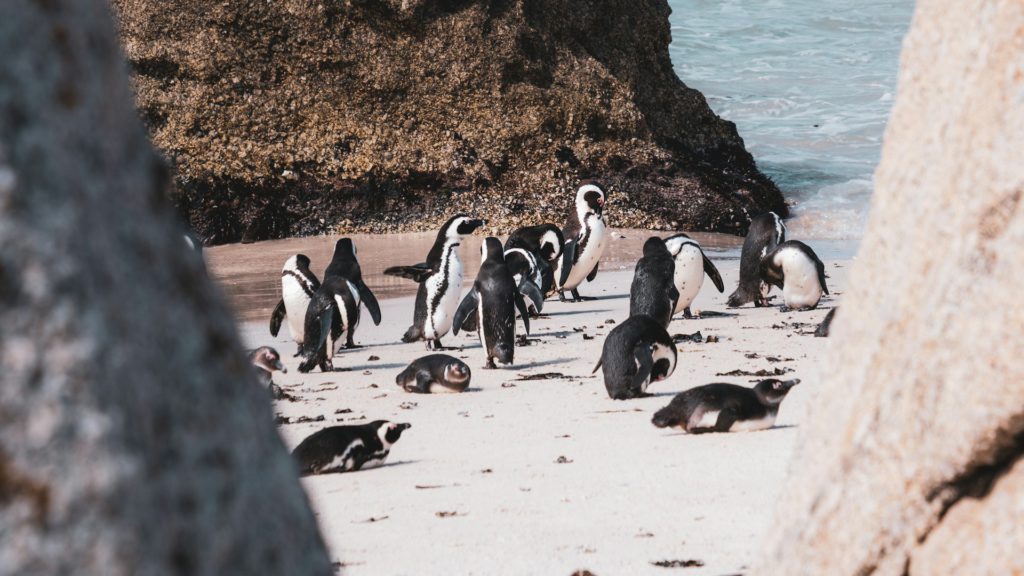 Penguins at Cape Town