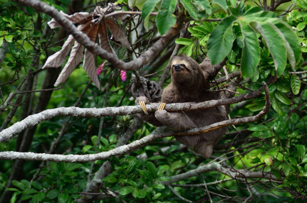 Best wildlife encounters ā sloth in Costa Rica