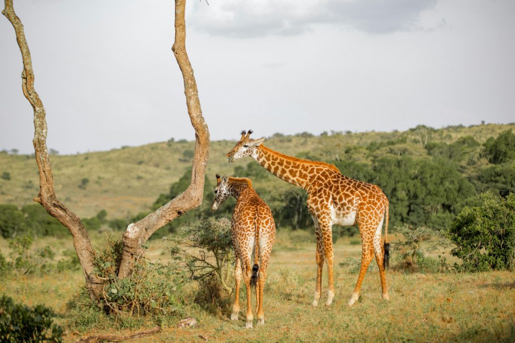 Best wildlife encounters - giraffes