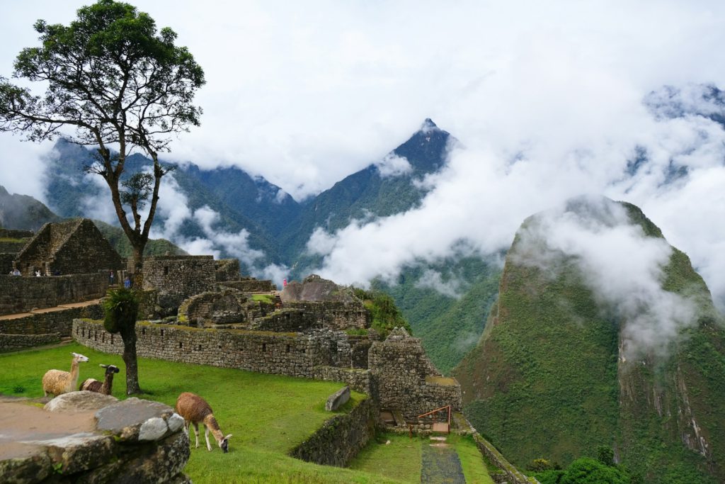 Best wildlife encounters in Machu Picchu