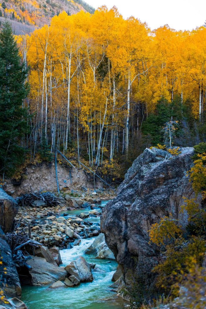 Best fall foliage in Aspen