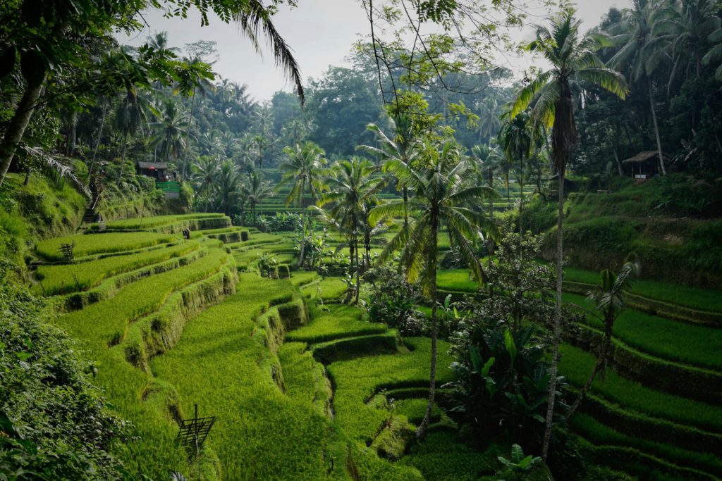 Where to travel next with TourHero — Ubud