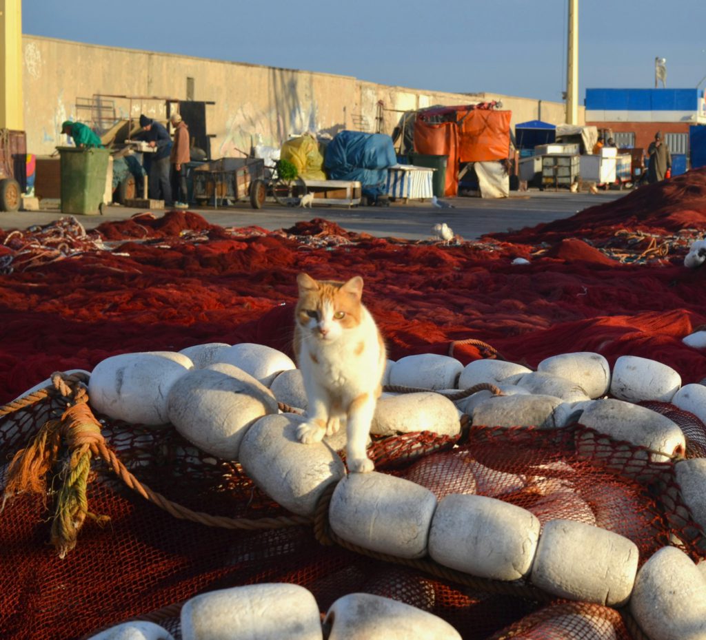 Cat in Essaouira, Morocco