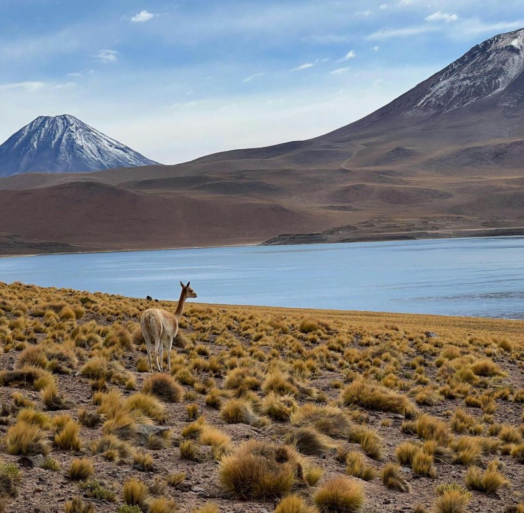 Best wildlife encounters in Chile