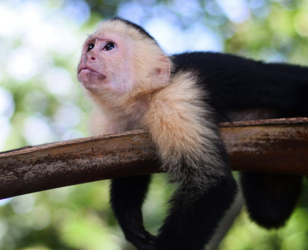 Monkey at Manuel Antonio National Park, Costa Rica