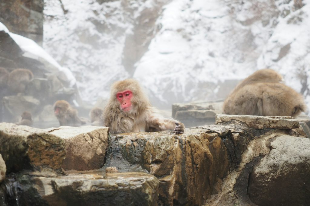 Snow monkeys in Jigokudani, Japan