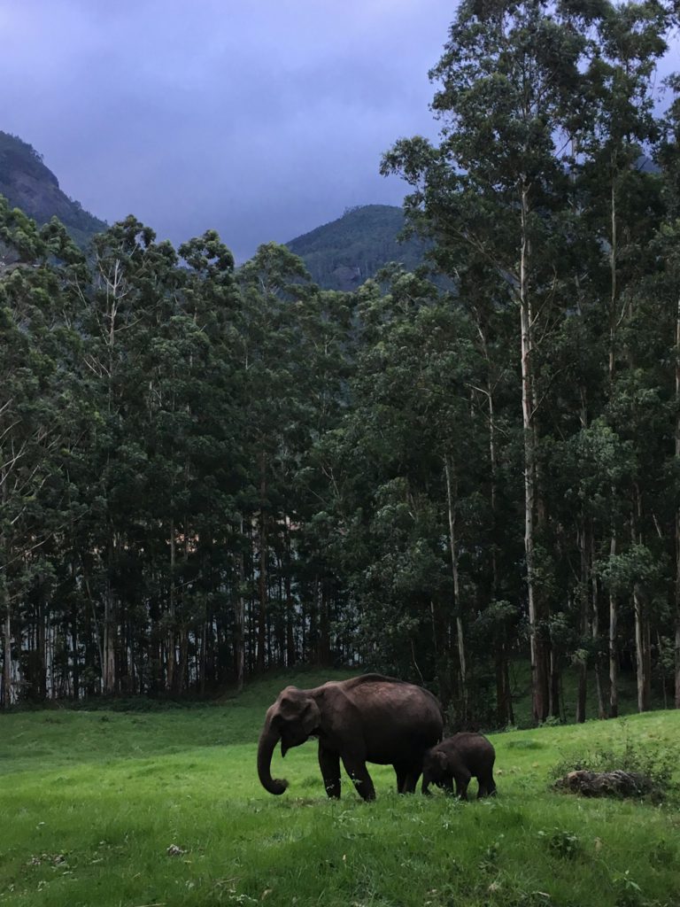 Best wildlife encounters ā elephants in Kerala