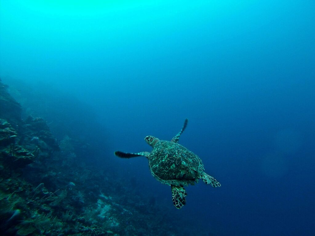 A sea turtle paddling through blue ocean waters with rocks and coral beneath.