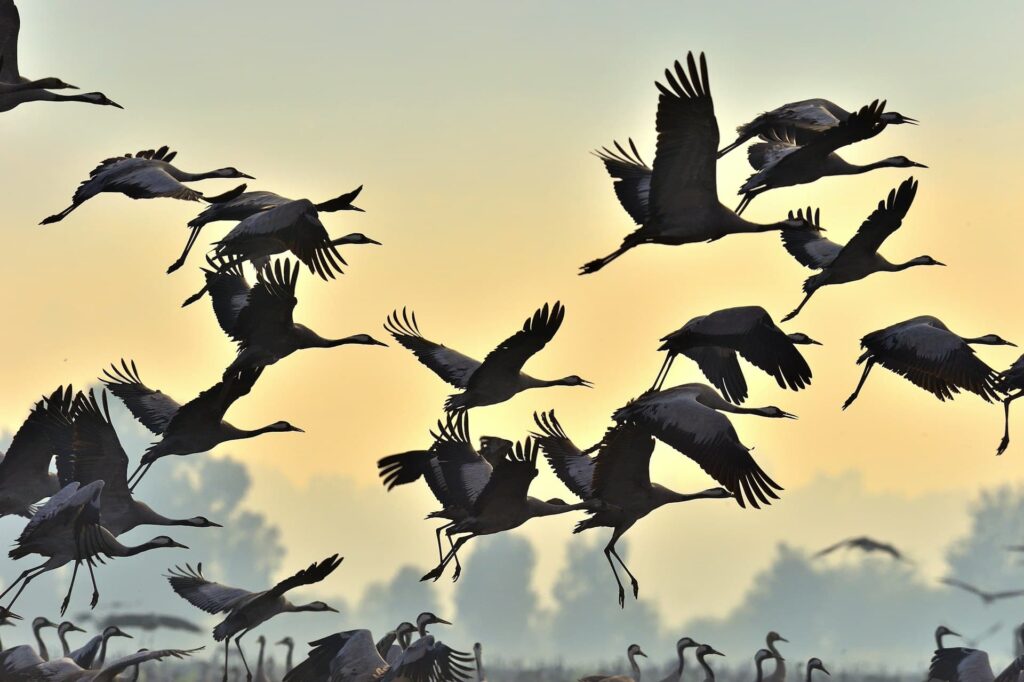 Black-necked cranes