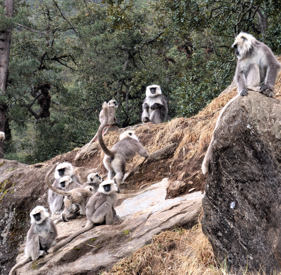 Dodedrak Monastery monkeys