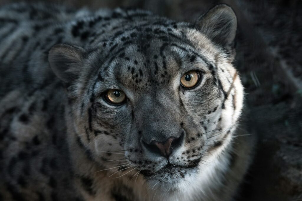 Snow leopard